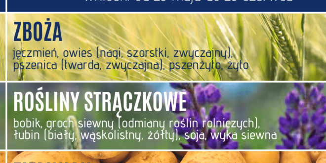 Materiał siewny 2020 – ruszył nabór wniosków
