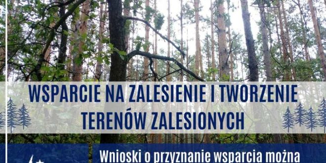Weź pieniądze na posadzenie lasu