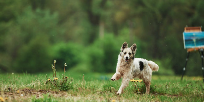 agresywny-i-bezpański-pies-zdjęcie