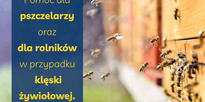 Obrazek wyróżniający - Rusza pomoc dla pszczelarzy